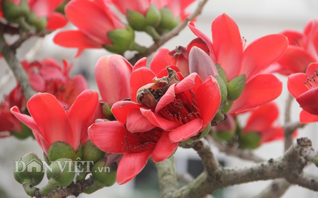 Ngam cay gao “nhi” no hoa khien dan choi bonsai me man