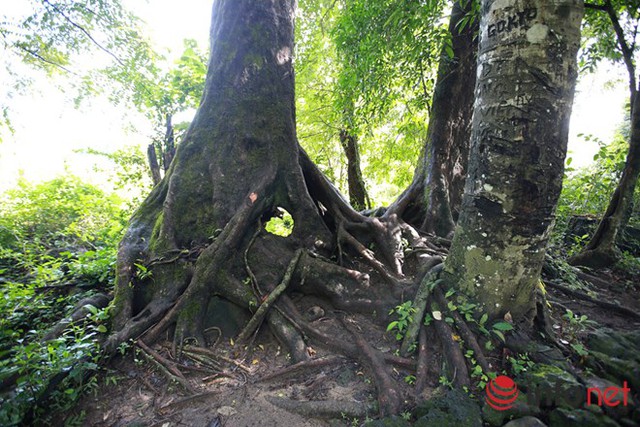 
Khung cảnh thiên nhiên mát mẻ với những hàng cây cổ thụ được bảo tồn đem đến cảm giác hứng khởi thích thú đối với mọi du khách.
