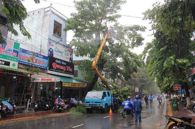 
Nhiều cây xanh ở Quảng ngãi đang được chặt nhánh tránh gây nguy hiểm khi bão vào - Ảnh: Trần Mai
