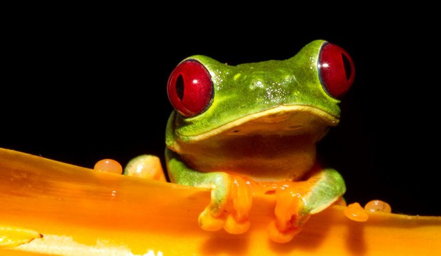 red eyed frog
