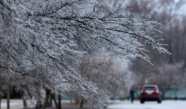 Băng giá phủ kín cây trên đường phố ở Newport News, Virginia, Mỹ.