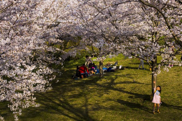 Bé gái cố gắng với một cảnh hoa anh đào trong công viên Kasai Rinka ở Tokyo, Nhật Bản.