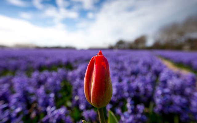 Một bông hoa tulip sắp nở cạnh cánh động lan dạ hương ở Lisse, Hà Lan.