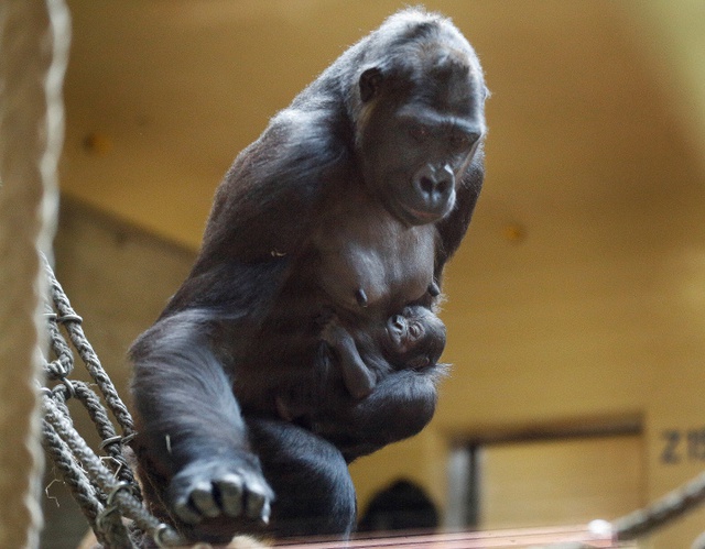 Khỉ đột mẹ bế con mới sinh trong vườn thú ở Krefeld, Đức.