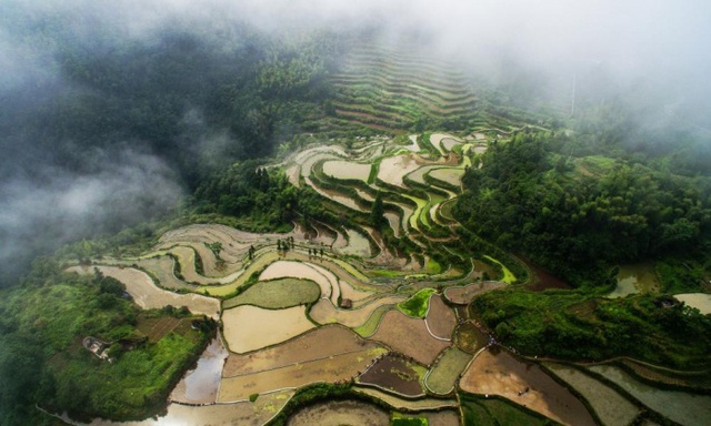 Mây bao phủ ruộng bậc thang ở tỉnh Chiết Giang, Trung Quốc.