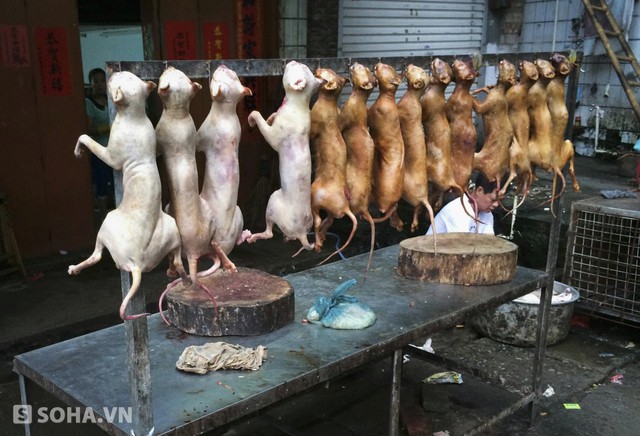 Lễ hội thịt chó tại Trung Quốc: Đây là lễ hội thường niên vào tháng 6 được tổ chức tại thành phố Ngọc Lâm tỉnh Quảng Tây (Trung Quốc), cứ vào những ngày này, những chú chó vô tội sẽ bị bắt trộm, buôn bán đưa vào các lò mổ nhằm phục vụ các món ăn cho người dân. Hiện, món ăn này bị thế giới lên án mạnh mẽ.