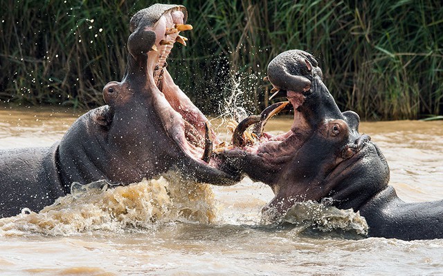 Hai con hà mã đực đánh nhau suốt 6 giờ dưới nước trong vườn quốc gia KwaZulu-Natal, Nam Phi.