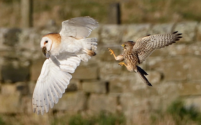 Chim két tấn công để cướp chuột đồng từ miệng chim lợn trên cánh đồng Cresswell, Northumberland, Anh.