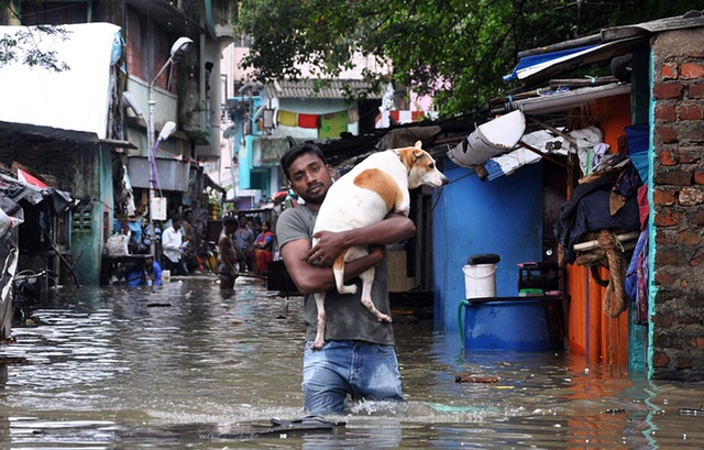 
Người đàn ông ôm chó lội qua đường phố ngập lụt tại thành phố Chennai ở bang Tamil Nadu, Ấn Độ.
