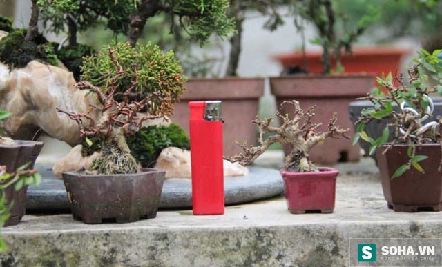 
Với mỗi cành bonsai được chiết ra từ mai chiếu thủy, linh sam, dương… người tạo dáng phải đắp đất dưỡng gốc, sau đó dùng dụng cụ để uốn, phân tán cành, tầng, tỉa lá... Những loại bonsai anh Vinh trồng có chiều cao từ 3cm đến 15cm.
