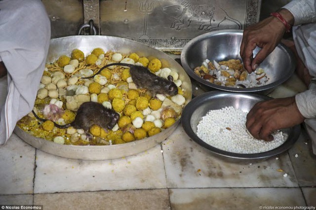 
Nhiều du khách cho chuột ăn cả kẹo khi tới thăm ngôi đền.
