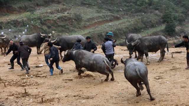 Chợ trâu, chợ phiên, Cán Cấu, tây bắc