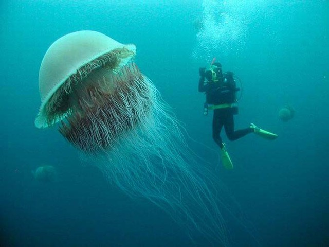 Một con sứa Nomura khổng lồ sở hữu trọng lượng tới 200kg.