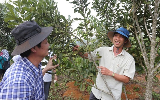 Ông Trần Đình Mạnh, Bí thư Huyện ủy Tuy Đức, tỉnh Đắc Nông (bên phải). Ông bí thư này từng hai lần bị kiểm điểm vì tiên phong “rủ” nông dân cùng trồng mắc-ca từ vài năm trước, khi tên tuổi loại cây này còn quá mới mẻ. Nay, nhiều doanh nghiệp đã đổ về Tuy Đức thu mua mắc-ca mỗi vụ thu hoạch. Thành công của Tuy Đức là động lực để UBND tỉnh Đắc Nông vào cuộc. Đây là tỉnh đầu tiên trong cả nước chính thức quy hoạch vùng mắc-ca, chủ yếu là trồng xen canh với cà phê. 