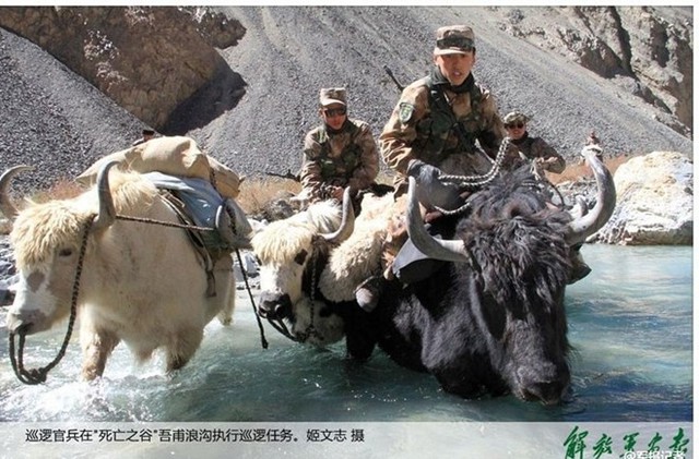
Trên dãy núi Pamir cao hơn 4.700 m so với mực nước biển, lính biên phòng Khunjerab Pass bảo vệ tuyến biên giới giữa Trung Quốc và Pakistan thường sử dụng bò Tây Tạng để tuần tra.
