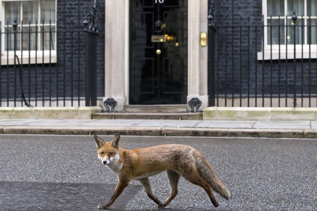 Một con cáo chạy qua ngôi nhà số 10 phố Downing, London, Anh. Đây chính là dinh của Thủ tướng Anh.