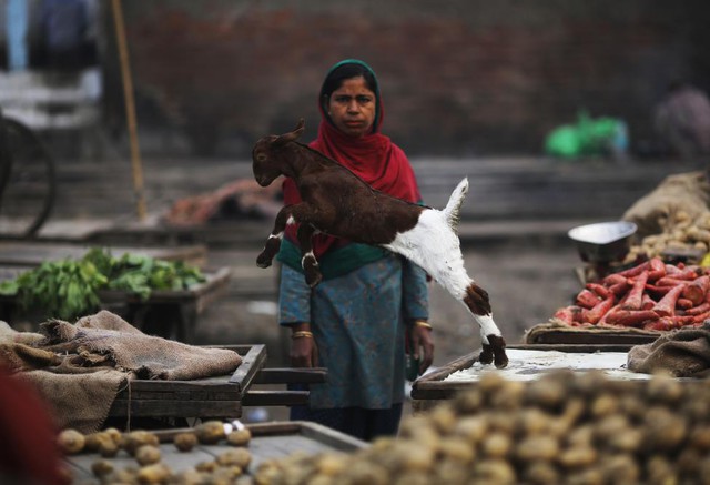 Dê nhảy qua bé gái đang bán rau quả tại một khu chợ ở Delhi, Ấn Độ.