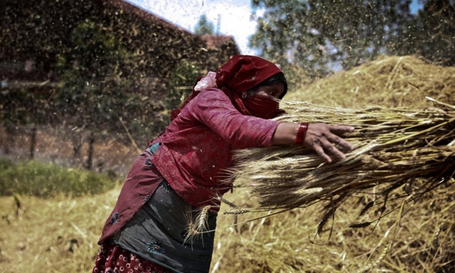 Nông dân thu hoạch lúa mì ở haktapur, Nepal.