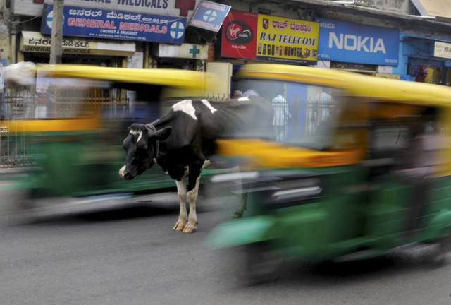 Một con bò sữa đứng giữa đường giao thông đông đúc ở Bengaluru, Ấn Độ.