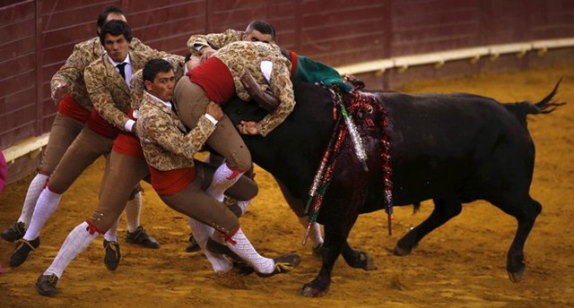Đấu sĩ chiến đấu với một con bò tót trong lễ hội ở Lisbon, Bồ Đào Nha.