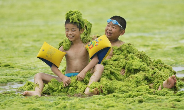 Trẻ em thích thú chơi với tảo xanh phủ đầy bãi biển ở thành phố Thanh Đảo, Trung Quốc.