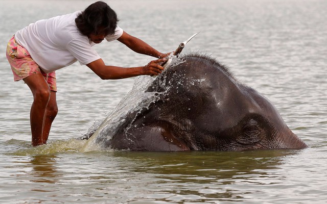 Người quản tượng tắm cho voi tại ngôi làng Ban Ta Klang ở tỉnh Surin, Thái Lan.