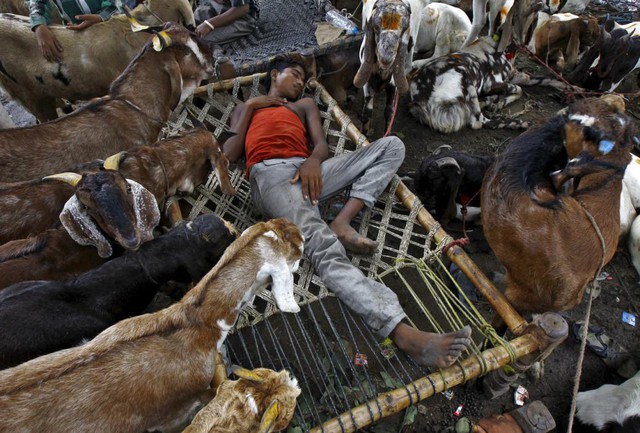 Chàng thanh niên ngủ giữa bầy dê tại một khu chợ mua bán gia súc trong dịp lễ hội Eid al-Adha ở Kolkata, Ấn Độ.