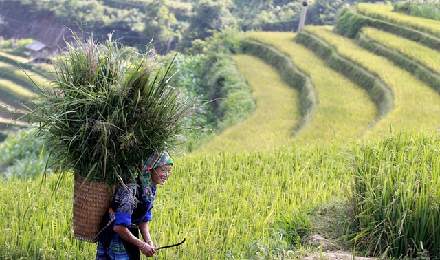 Người phụ nữ dân tộc HMông địu cỏ trên lưng đi giữa cánh đồng bậc thang ở Mù Cang Chải, Việt Nam.