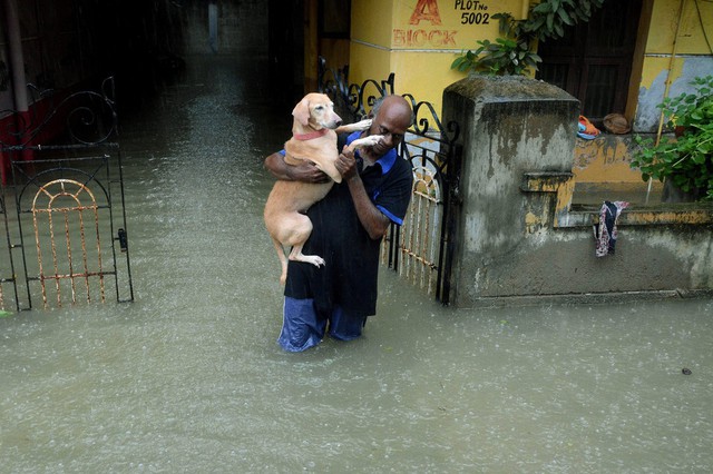 Người đàn ông mang chú chó của mình đến khu vực an toàn sau khi mưa lớn gây ra lũ lụt trên diện rộng ở Chennai, Ấn Độ.