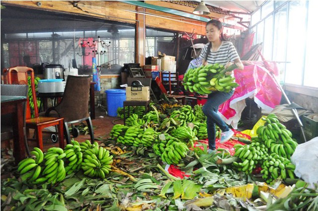 
Tại điểm bán 46 Liễu Giai, 100 buồng chuối cũng bán hết trong buổi sáng 18.11.
