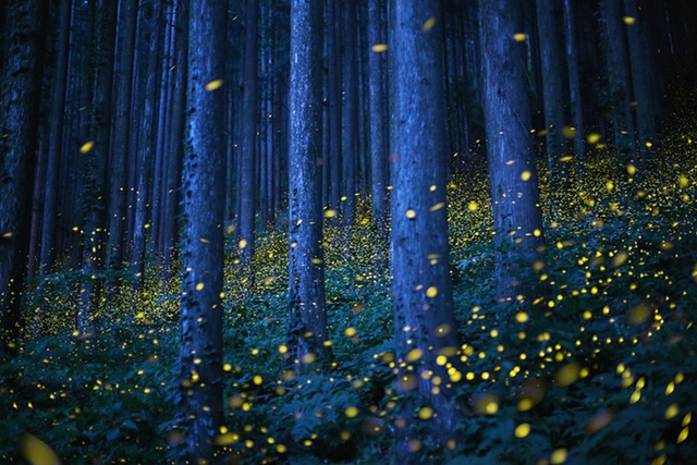 Đom đóm bay rực sáng trong đêm trong một khu rừng trên đảo Shikoku, Nhật Bản.