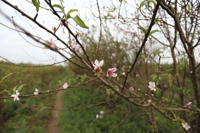 Đào rừng trồng trên đất Nhật Tân cũng nở hoa rực rỡ
