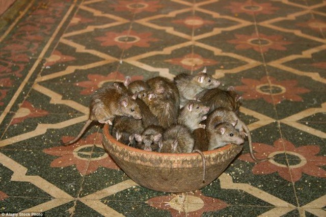 
Các thầy tu tại ngôi đền chăm sóc đàn chuột rất chu đáo và cảnh báo du khách đi lại nhẹ nhàng để làm kinh động tới chúng.
