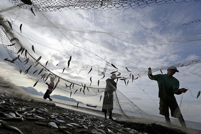 Các ngư dân đang gỡ cá từ lưới trên bãi biển ở tỉnh Aceh, Indonesia.