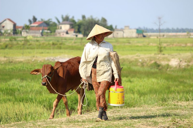 thần hộ vệ, người nông dân, chống chọi, nắng thiêu đốt, Hà Tĩnh