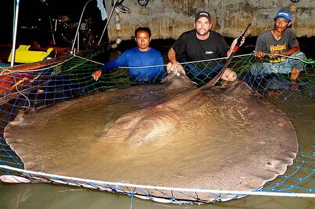 Trong khi đó, một con cá dẹt nước ngọt có thể đạt tới trọng lượng 600kg.