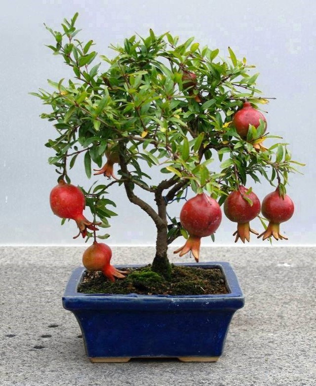 
Bonsai lựu
