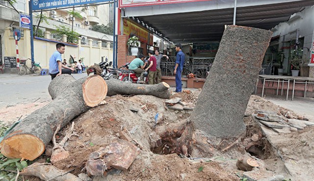 Cây xanh bị đốn hạ trên đường Nguyễn Chí Thanh - Hà Nội). (Ảnh: Việt Dũng/Tuổi Trẻ)
