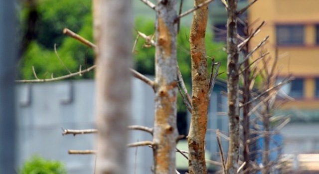 Sau 3 tháng trồng thay thế, hơn 100 cây trên đường Nguyễn Chí Thanh (Hà Nội) vẫn trơ cành. Nhiều thân cây khô héo, nứt vỏ. Ảnh: Zing.