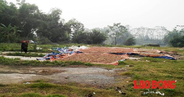 
Số chanh, quất này phơi chung với nơi chăn, thả gia súc, gia cầm của địa phương.
