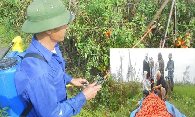 Cà chua bị sâu bệnh được phun Anolyte(12-4-2013) và thu hoạch ngày 12/5/2013. Ảnh: TS Khải cung cấp.