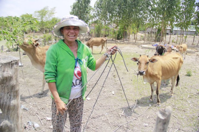 Đàn bò vừa mới “phạt” được của nhà trai tại nhà H’Duong - Ảnh: Bá Dũng