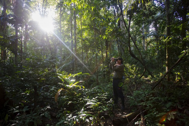 Rừng bao phủ 40% Nam Mỹ, trong đó diện tích cây rừng rậm trải rộng hàng tỷ hecta