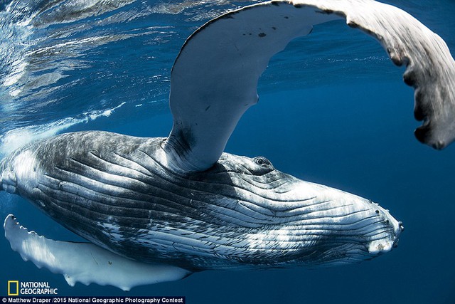 Bức ảnh cá voi của Matthew Draper được chụp ở Tonga