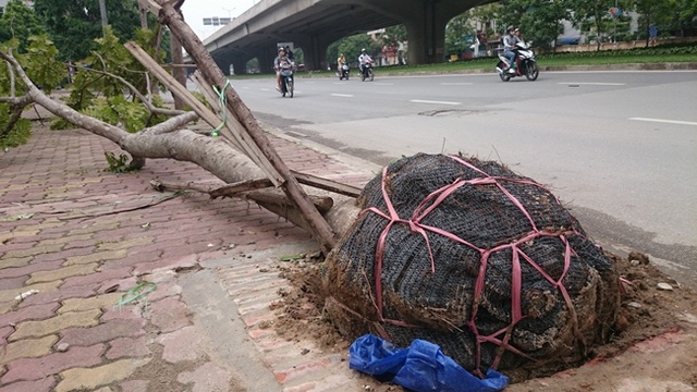 Những cây mới được trồng đã bật gốc trên đường Khuất Duy Tiến vẫn còn nguyên bọc bầu. (Ảnh: Cao Nguyên: Lao Động0