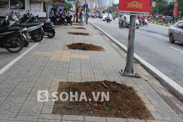 Nhiều cây mỡ cũ đã được chuyển đi, các hố đã sẵn sàng nhưng phải tạm dừng do chưa có cây để .