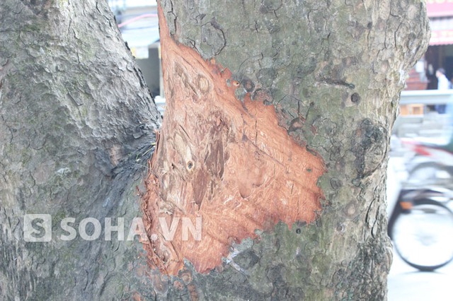 Những vết cạo nham nhở trên một thân cây xà cừ ở đường Lê Duẩn.