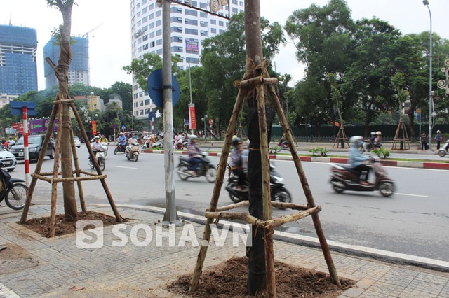 Ngay sau khi được trồng, các công nhân cũng chôn thêm các cọc bảo vệ xung quanh cho cây.