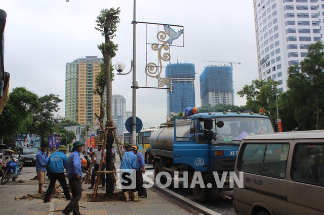 Vào sáng nay, các công nhân đang tích cực làm nốt các công đoạn cuối trong việc trồng thay thế cây mỡ ở đường Nguyễn Chí Thanh đoạn qua Đài truyền hình VN.