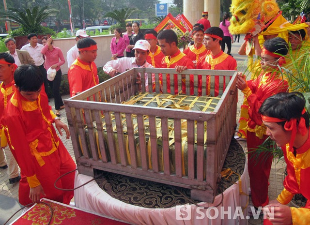 Mỗi chiếc bánh được sử dụng 100 chiếc lá dong kết thành 1 tấm lớn mới đủ để gói chiếc bánh chưng “khủng” này.